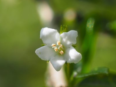 Ehretia microphylla, photographed by 葉子