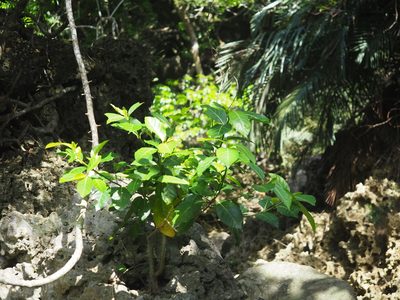 Ficus septica, photographed by 葉子