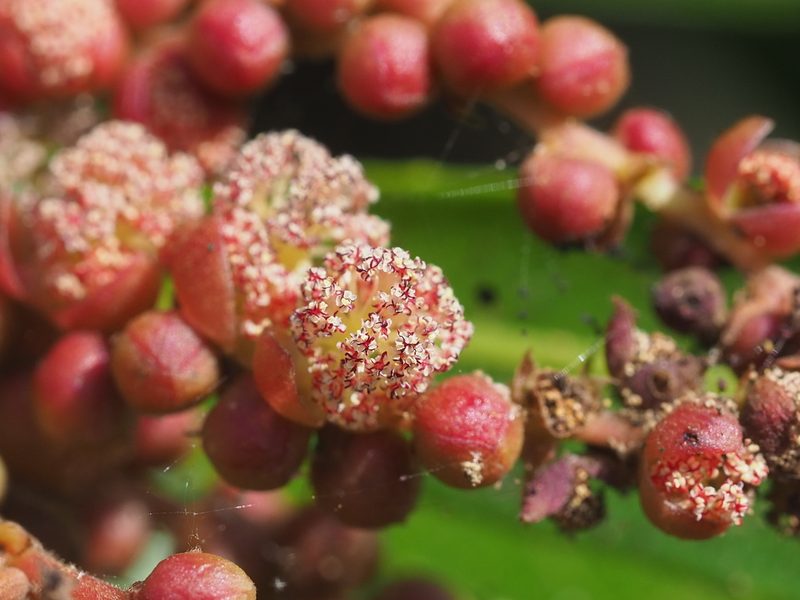 Homonoia riparia, photographed by 葉子