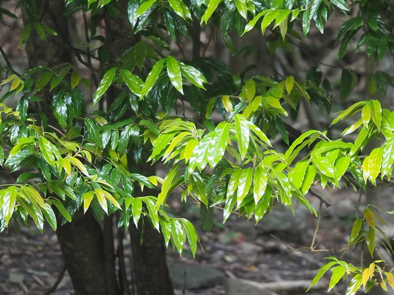 Diospyros eriantha, photographed by 葉子