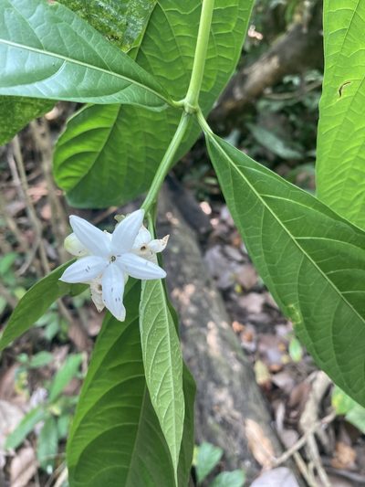 Morinda angustifolia, photographed by John Kenrick Gibson