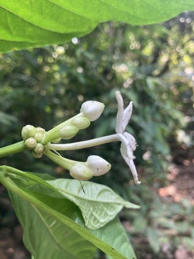 Morinda angustifolia, photographed by John Kenrick Gibson