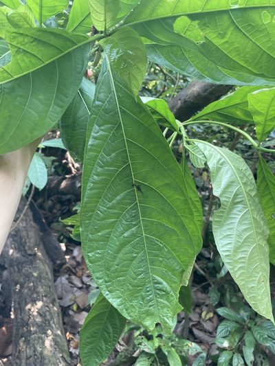 Morinda angustifolia, photographed by John Kenrick Gibson