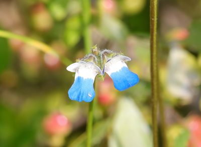 Nemesia barbata, photographed by Cecile Roux