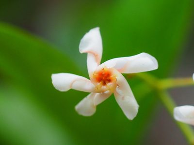 Trachelospermum asiaticum, photographed by 葉子