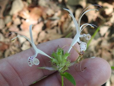 Monarda russeliana, photographed by Sam Kieschnick