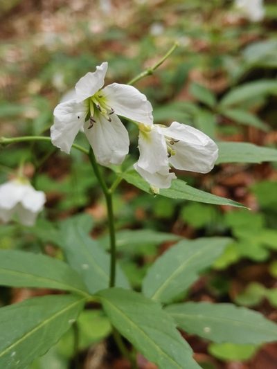 Cardamine waldsteinii, photographed by Ljaž