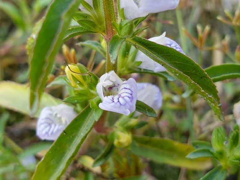 Hygrophila balsamica, photographed by Aravinth