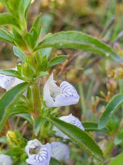 Hygrophila balsamica, photographed by Aravinth