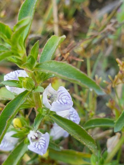 Hygrophila balsamica, photographed by Aravinth