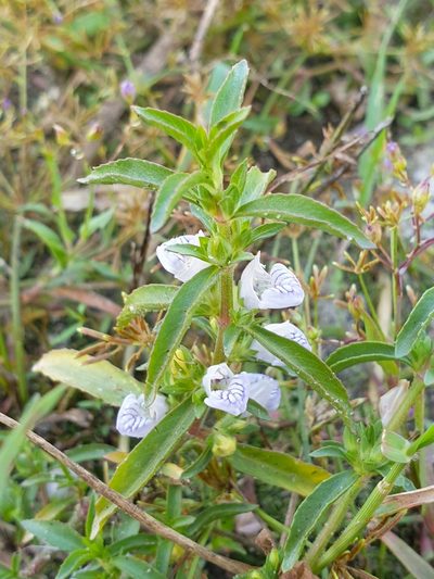 Hygrophila balsamica, photographed by Aravinth