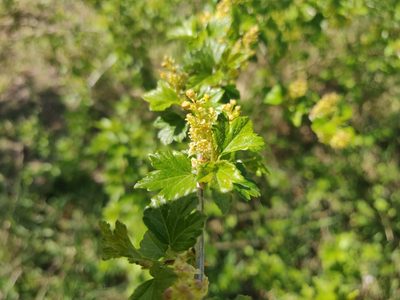 Ribes alpinum, photographed by Morten Rosenvold Villadsen