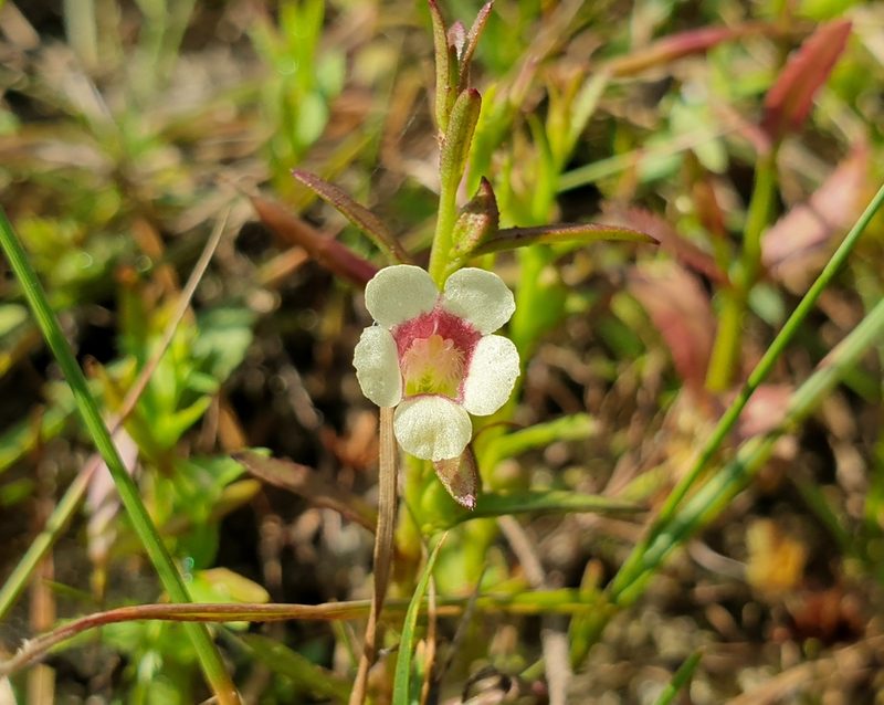 Centranthera tranquebarica, photographed by Aravinth