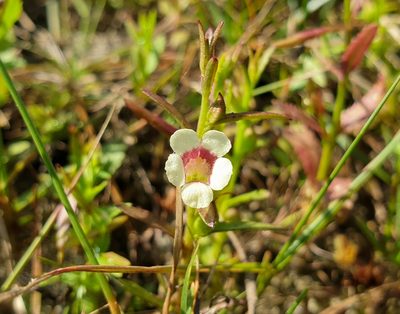 Centranthera tranquebarica, photographed by Aravinth