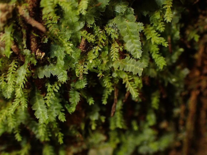 Calomnion complanatum, photographed by Saryu Mae 前 朝琉