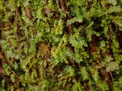 Calomnion complanatum, photographed by Saryu Mae 前 朝琉