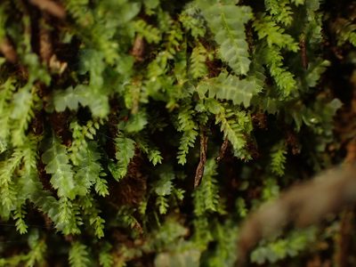 Calomnion complanatum, photographed by Saryu Mae 前 朝琉