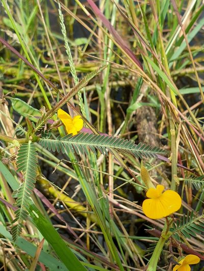 Aeschynomene aspera, photographed by Aravinth
