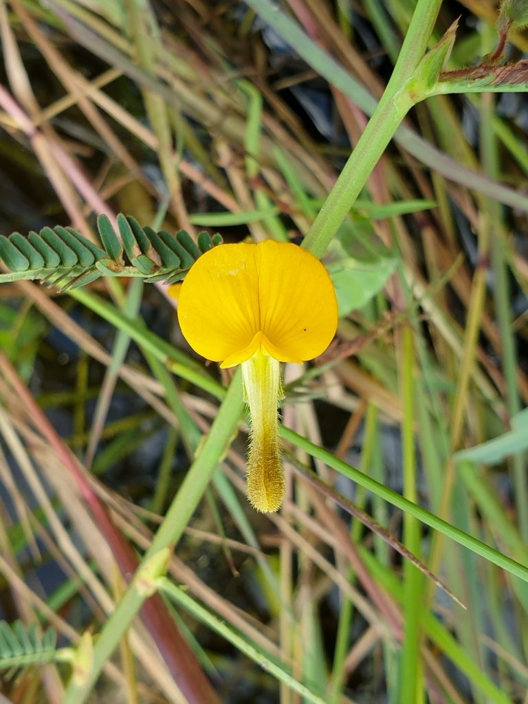 Aeschynomene aspera, photographed by Aravinth