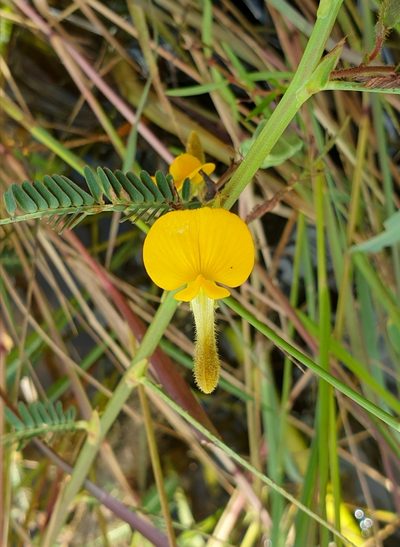 Aeschynomene aspera, photographed by Aravinth