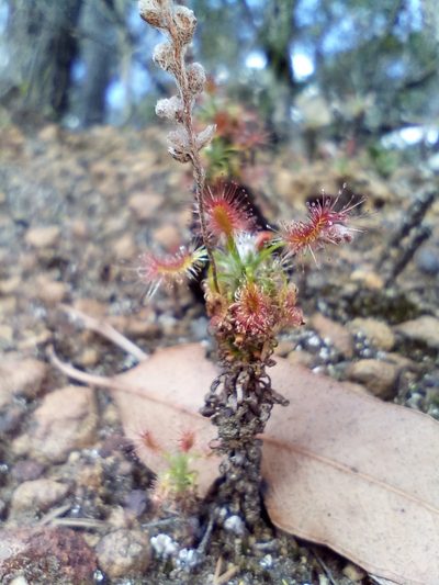 Drosera lasiantha, photographed by Em Lamond