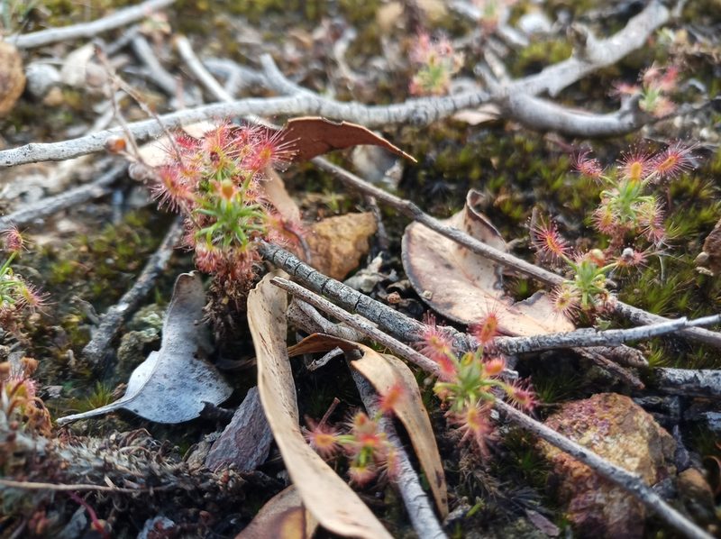 Drosera lasiantha, photographed by Em Lamond