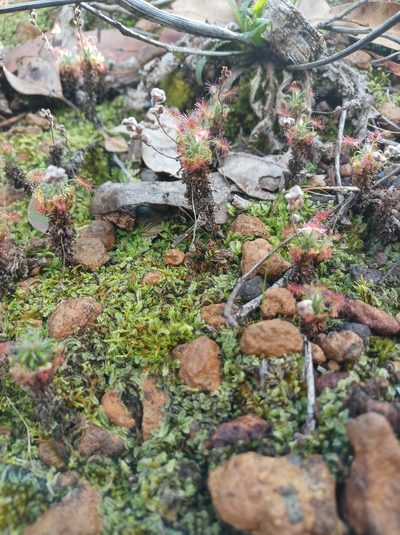 Drosera lasiantha, photographed by Em Lamond