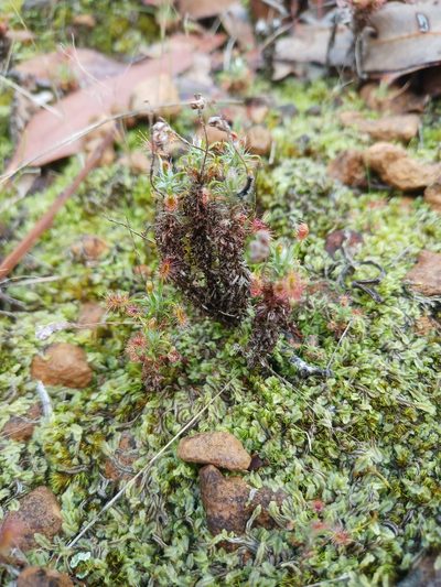 Drosera lasiantha, photographed by Em Lamond
