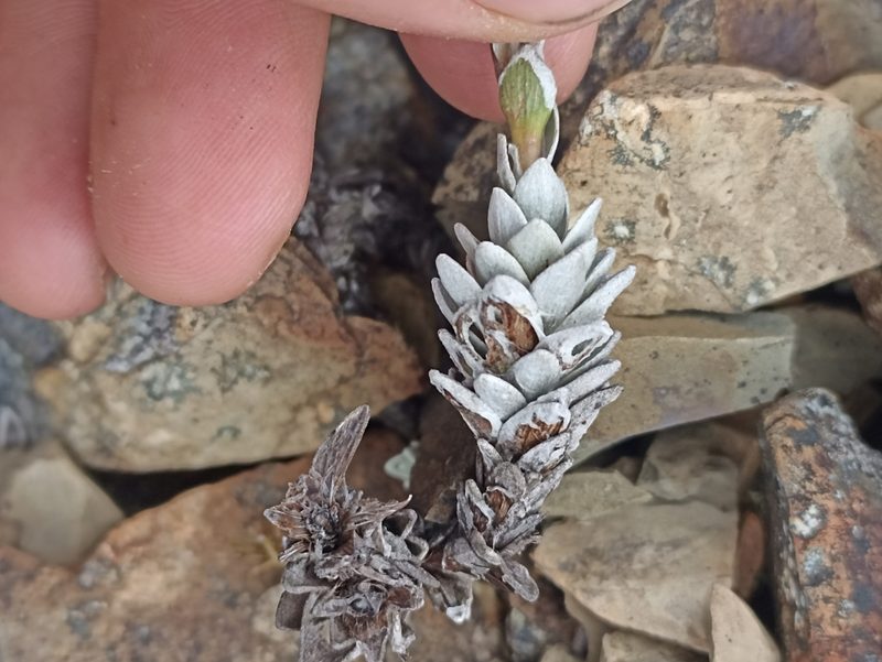 Leucogenes leontopodium, photographed by Oscar Dove