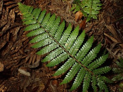 Dicksonia squarrosa, photographed by Saryu Mae 前 朝琉