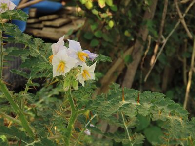 Solanum sisymbriifolium, photographed by chiuluan