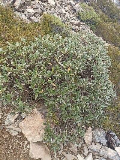 Brachyglottis adamsii, photographed by Oscar Dove