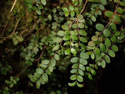 Metrosideros diffusa, photographed by Saryu Mae 前 朝琉