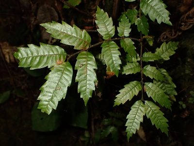 Alectryon excelsus, photographed by Saryu Mae 前 朝琉