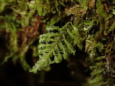 Lopidium concinnum, photographed by Saryu Mae 前 朝琉