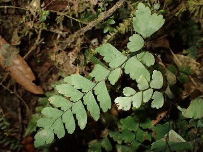 Adiantum cunninghamii, photographed by Saryu Mae 前 朝琉