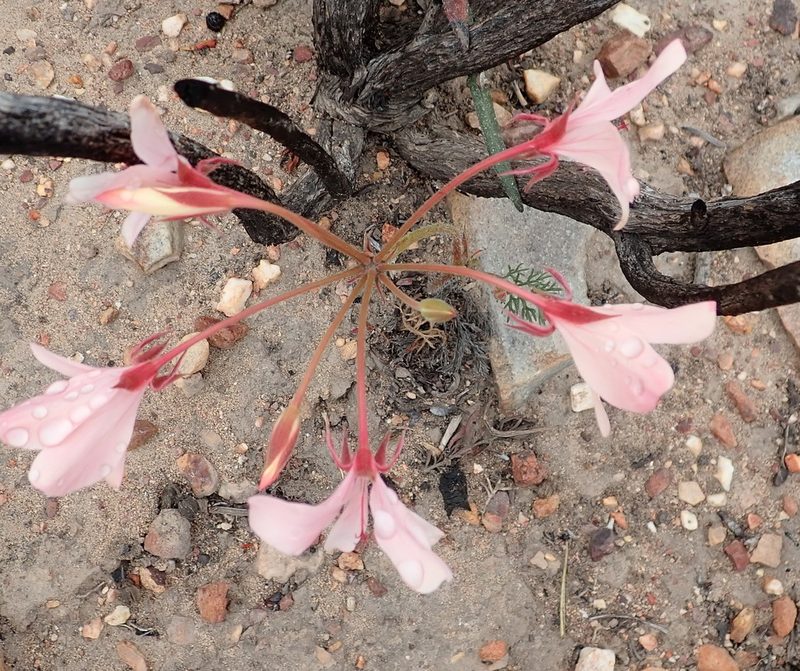Pelargonium carneum, photographed by Nicola van Berkel