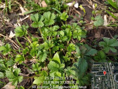 Potentilla intermedia, photographed by Екатерина Гущина