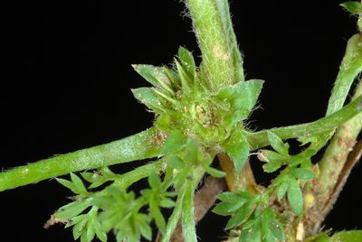 Soliva sessilis, photographed by Douglas Goldman