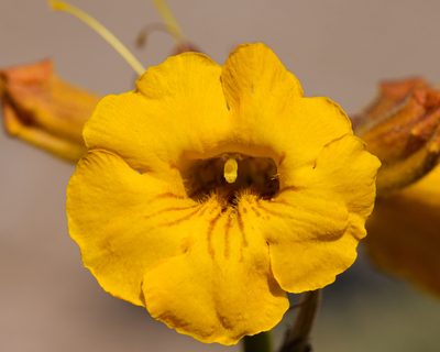 Argylia radiata