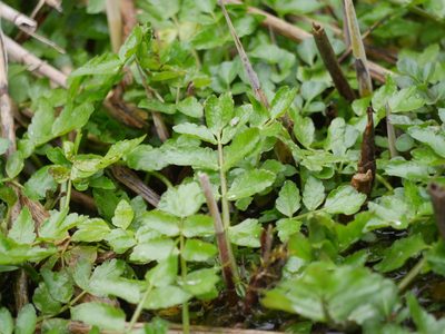 Berula erecta, photographed by Johan Kjær Prehn
