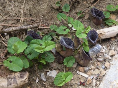 Aristolochia cretica, photographed by Jörg Hempel