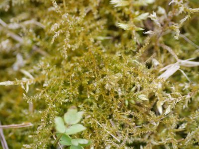Oxyrrhynchium hians, photographed by Johan Kjær Prehn