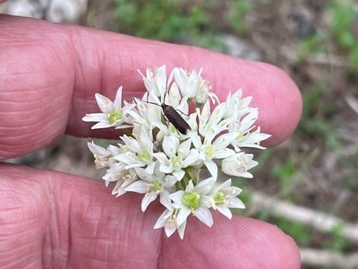 Allium fraseri, photographed by lejones417