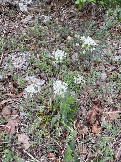 Allium fraseri, photographed by lejones417