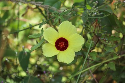 Sabdariffa surattensis, photographed by Aravinth