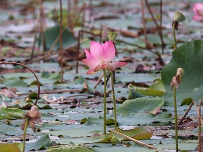 Nelumbo nucifera, photographed by Aravinth