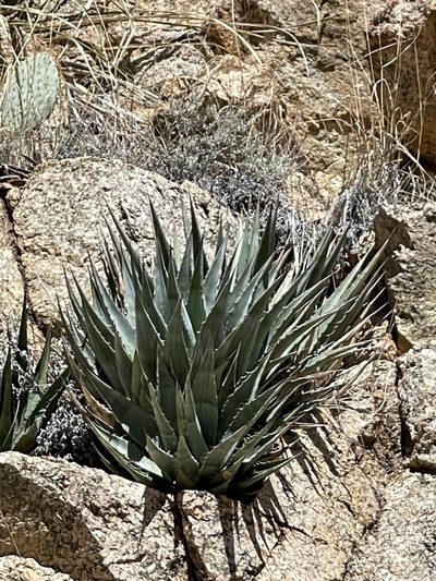 Agave mckelveyana, photographed by CK2AZ