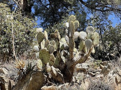 Opuntia chlorotica, photographed by CK2AZ