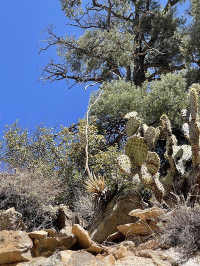Agave mckelveyana, photographed by CK2AZ